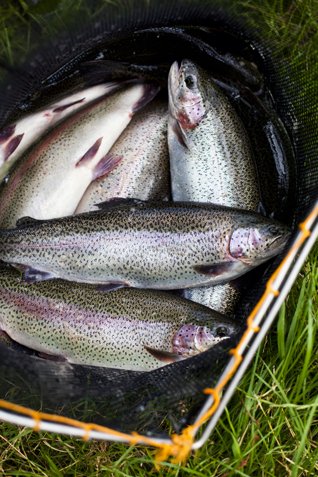 FEAST GoatsBridge Trout_22