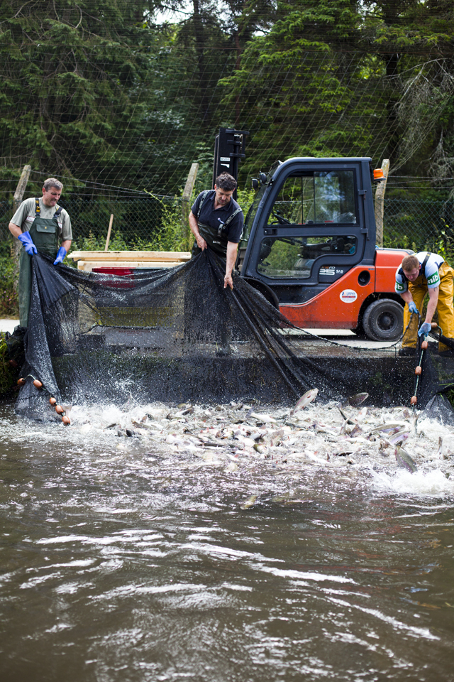 FEAST GoatsBridge Trout_5