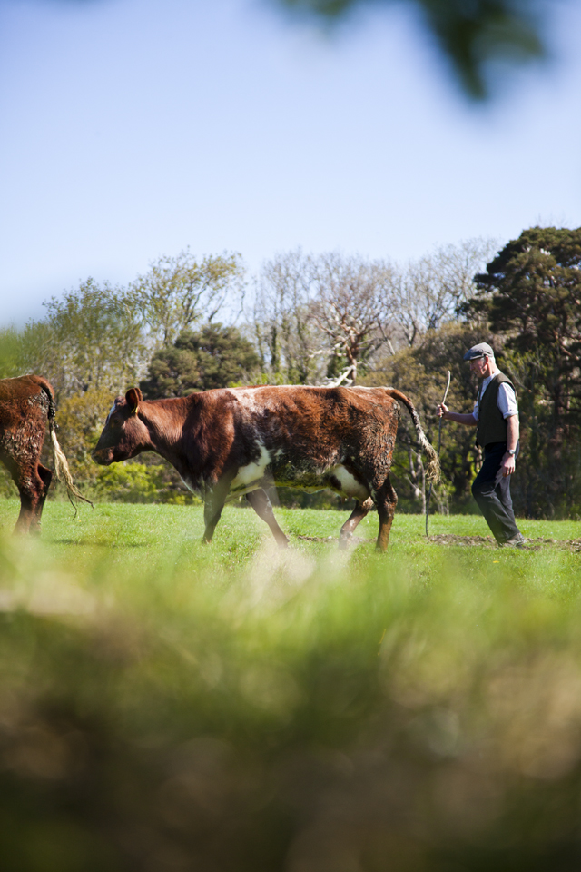 Muckross Traditional Farms TV_39