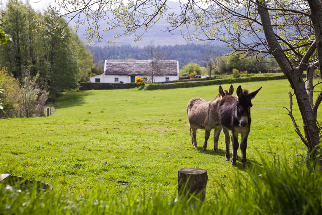 Muckross Traditional Farms TV_61